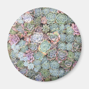 Aimant de jardin Pastel Succulent