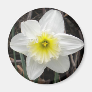 Aimant de jonquille blanc