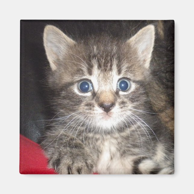 Aimant de Kitten surpris (Devant)
