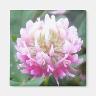 Aimant de la fleur 1 de trèfle hybride