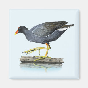 Aimant de la Gallinule Commune (Moorhen)