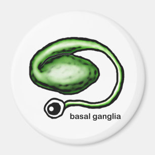 Aimant de la Ganglia de base