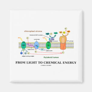 Aimant De la lumière à l'énergie chimique (photosynth