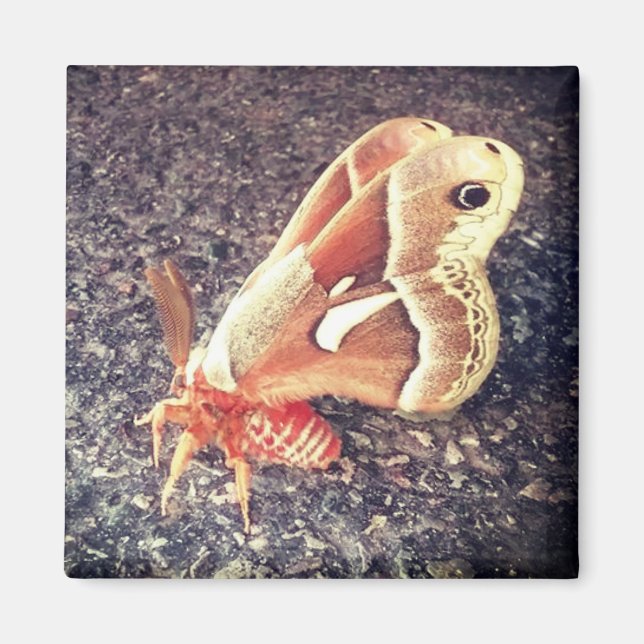 Aimant de la Moth (Devant)