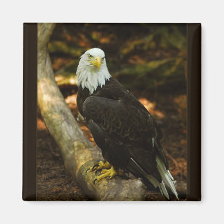 Aimant de l'aigle à tête blanche