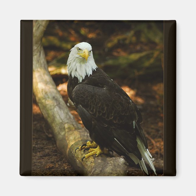 Aimant de l'aigle à tête blanche (Devant)