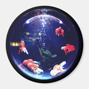 Aimant de l'aquarium de la cuvette d'or