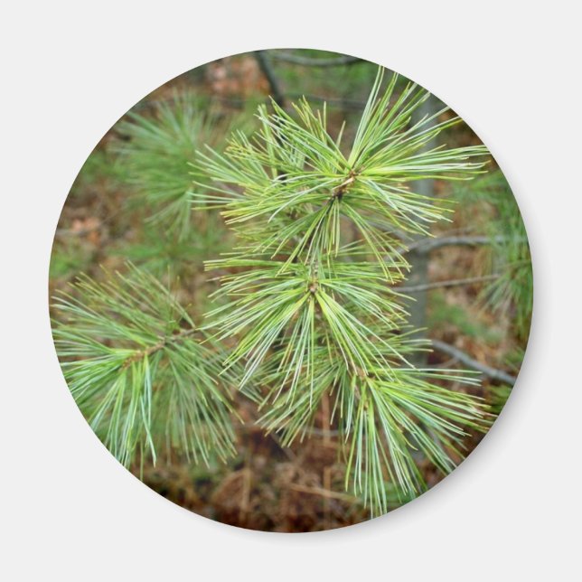 Aimant de l'arbre des pins (Devant)