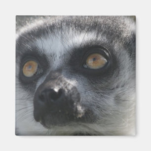 Aimant de lémur de Ringtail