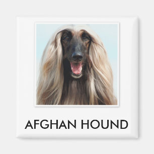 Aimant de lévrier afghan