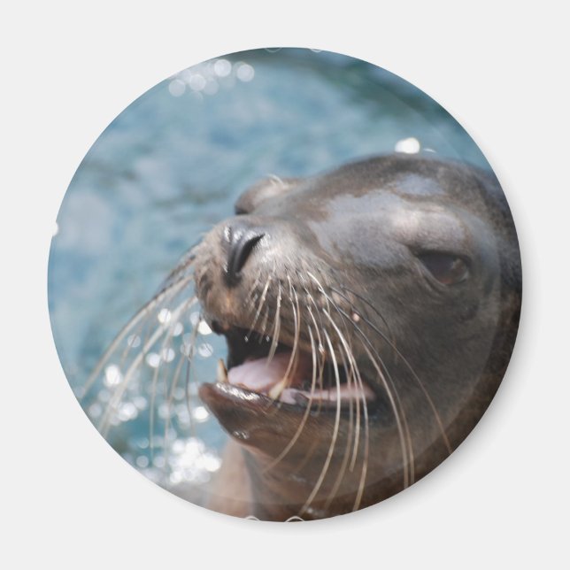 Aimant de lion de mer mignon (Devant)