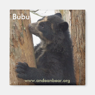 Aimant de l'ours bubu
