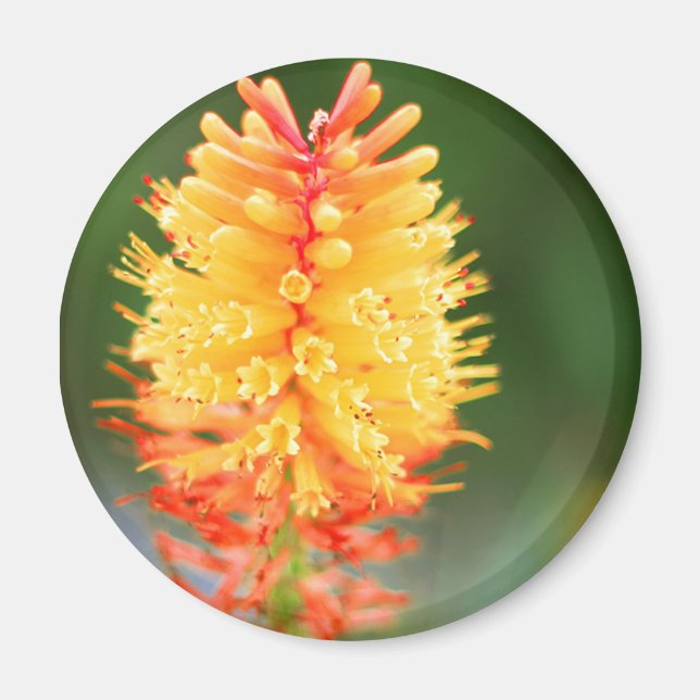 Aimant de lumière du coucher de soleil (Devant)