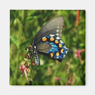 aimant de machaon de pipevine