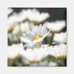 Aimant de marguerite