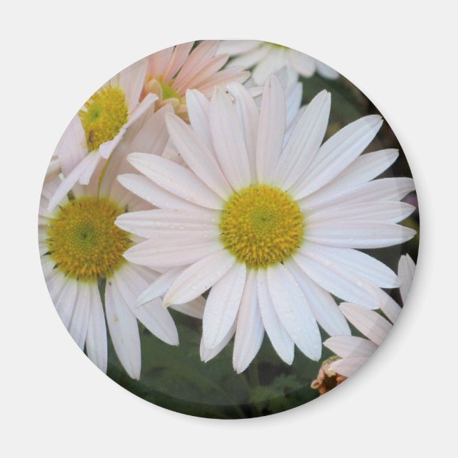 Aimant de marguerite (Devant)