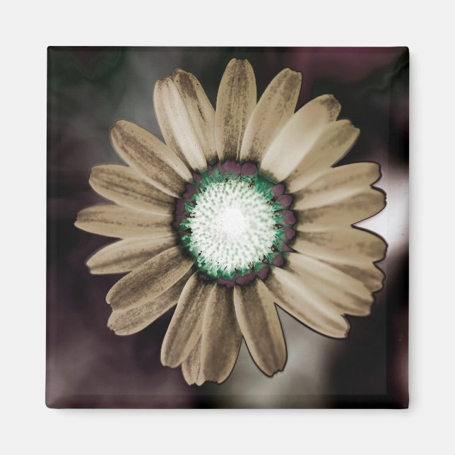 Aimant de marguerite beige rustique (Devant)