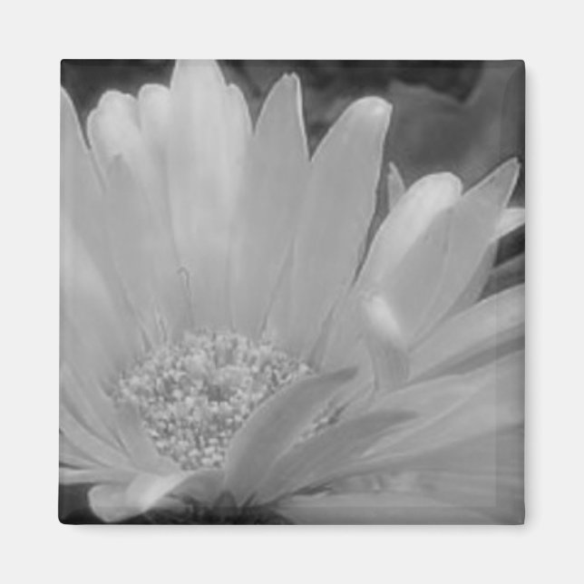Aimant de marguerite noir et blanc Gerber (Devant)