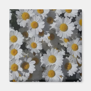 Aimant de marguerites blanches