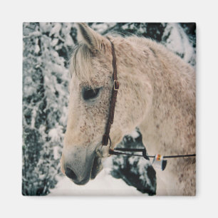 Aimant de mélange arabe