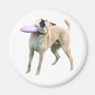 Aimant de mème de chien de Frisbee