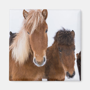 Aimant De mignons chevaux islandais ensemble