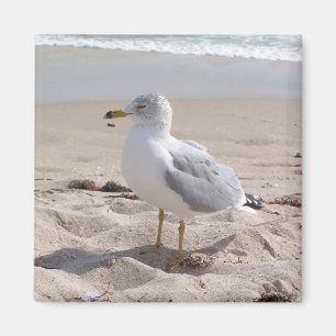Aimant de mouette