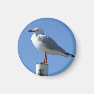 Aimant de mouette