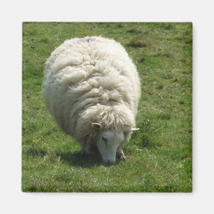 Aimant de mouton
