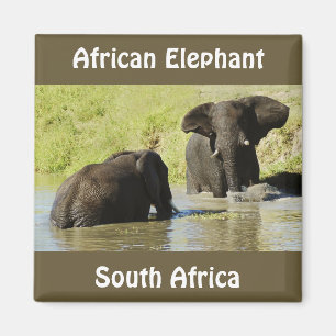 Aimant de natation d'éléphant (éléphant africa