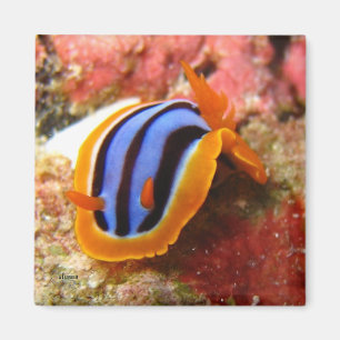aimant de nudibranch - 2