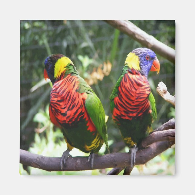 Aimant de perroquets colorés (Devant)