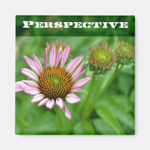 Aimant de perspective d'echinacée