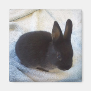 Aimant de petit pain de bébé - peu de Magoo