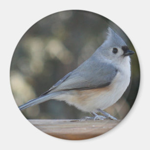 Aimant de photo de mésange tuftée