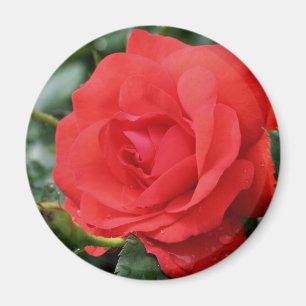 Aimant de photographie de fleur de rose rouge