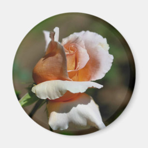 Aimant de photographie de fleur de Rosebud de