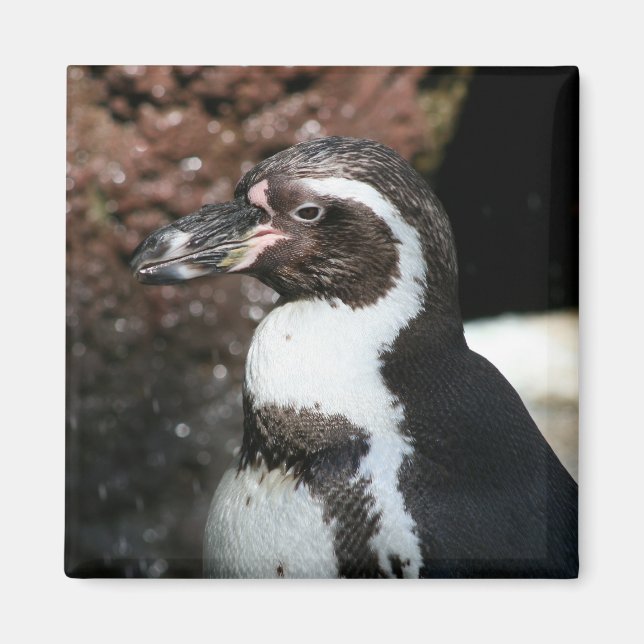 Aimant de pingouin (Devant)