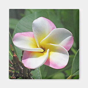 Aimant de Plumeria