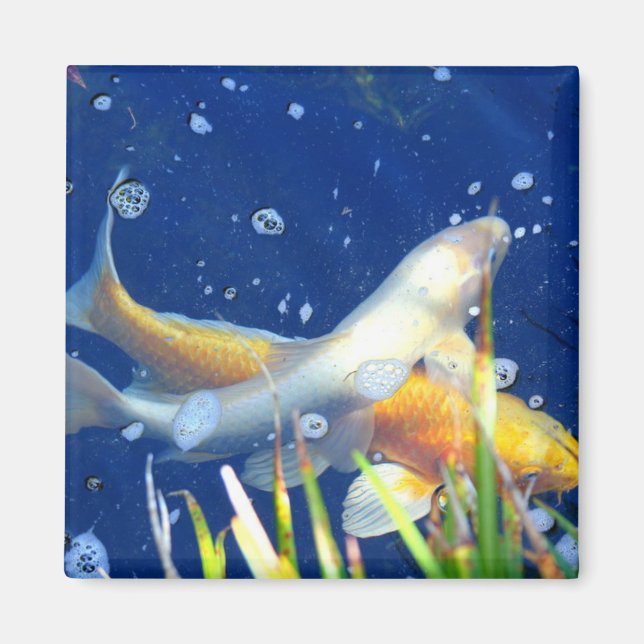 aimant de poisson de l'étang koi (Devant)