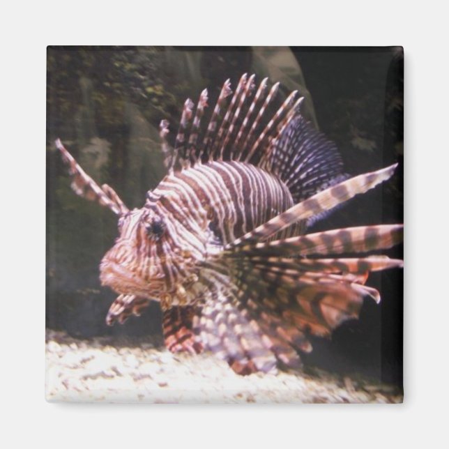 Aimant de poisson de lion zèbre (Devant)