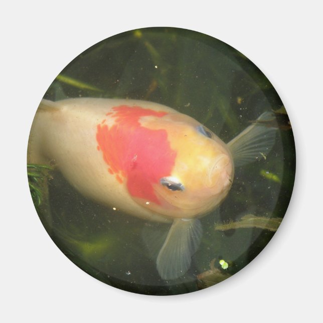 Aimant de poisson d'or (Devant)