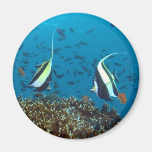 Aimant de poisson tropical