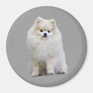 Aimant de Pomeranian