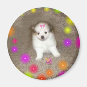 Aimant de Pomeranian de bébé
