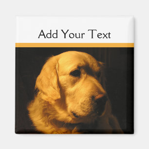 Aimant de portrait de golden retriever