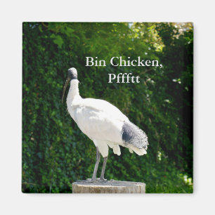 Aimant De Poulets De Corne (Ibis)