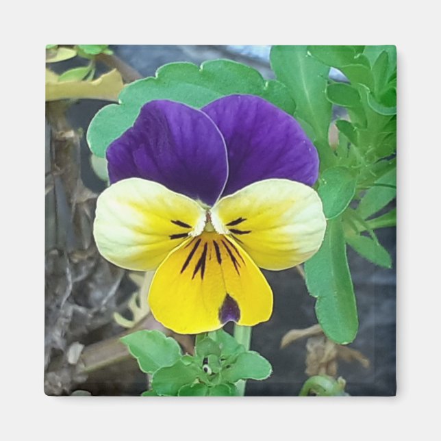 Aimant de purple et jaune (Devant)