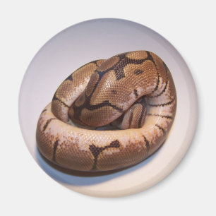 Aimant de python de boule d'araignée