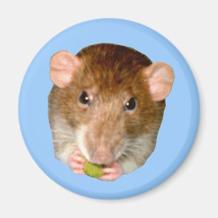 Aimant de rat affamé